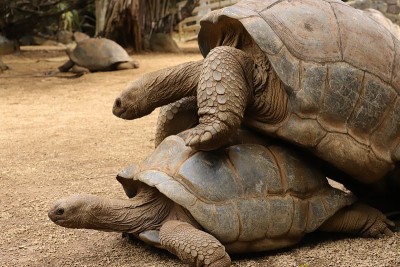 亚达伯拉巨龟，Dipsochelys gigantea，毛里求斯，印度洋，非洲