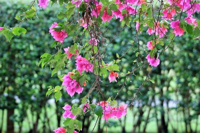 花