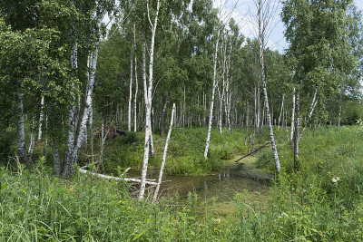 birchwood