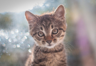 小猫