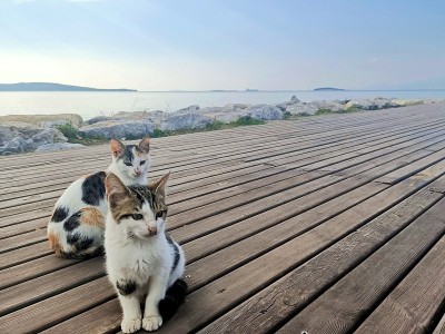 妹妹小猫