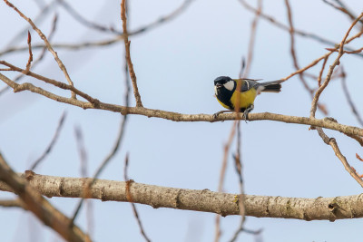 大山雀枝(Parus major)可爱的小鸟