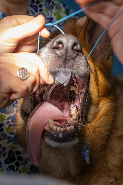 麻醉犬的气管插管