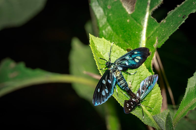 两只Heady Maiden moth (Amata kuhlweini)正在交配，乌干达，非洲