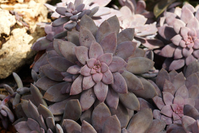 仙人掌花