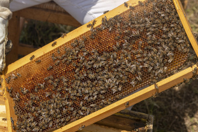 Beekeepers working to collect honey