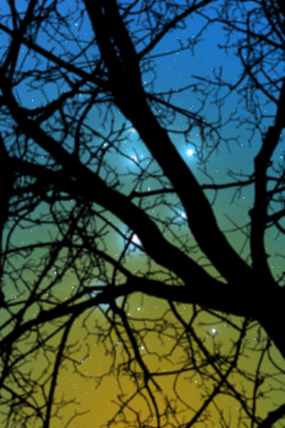 冬日繁星点点的森林剪影