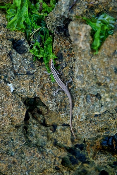 Cryptoblepharus、热带蜥蜴