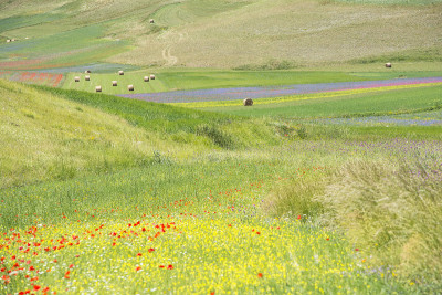 在Castelluccio开花