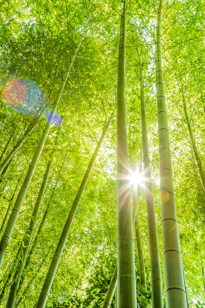 竹林