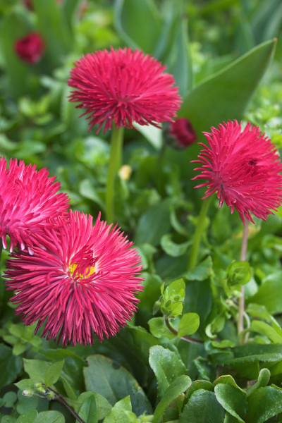 雏菊