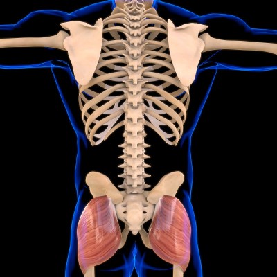 Gluteus Maximus Muscle Anatomy For Medical Concept