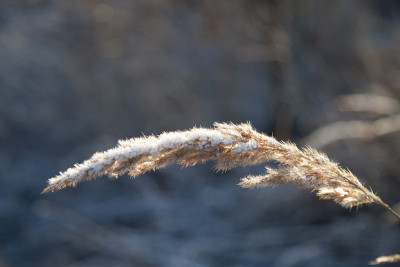 雪下春草的特写