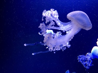 水母