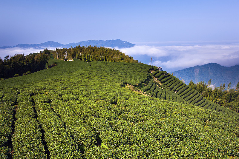 嘉义，瑞峰大窑山，茶园