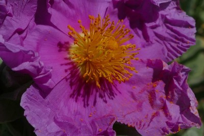 Cistus