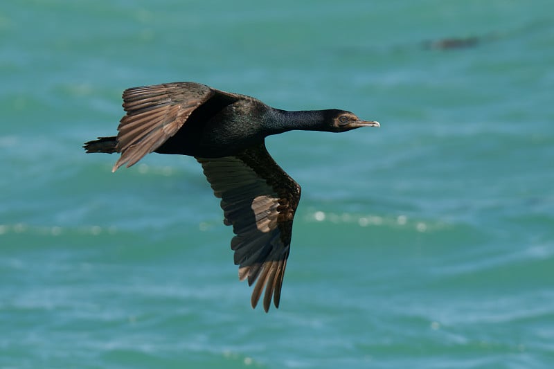 青铜毛毛(Phalacrocorax chalconotus)，也斯图尔特岛毛毛或斯图尔特毛毛，种毛