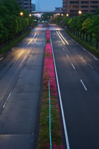 在东京的夜晚，杜鹃花盛开在中央分水岭