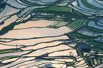 水稻梯田