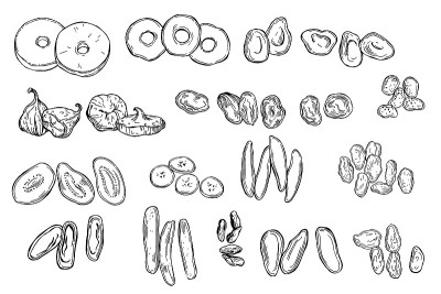 干果。矢量插图。