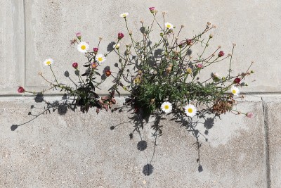 鲜花