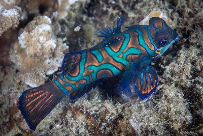 Mandarinfish