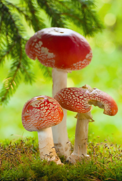 鹅膏毒蘑菇在森林里