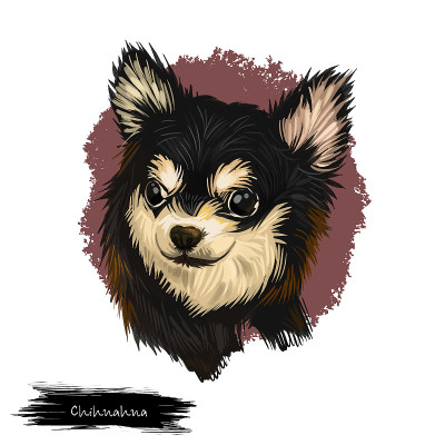 吉娃娃犬品种孤立在白色背景数字艺术插图。可爱的宠物手绘肖像。图形剪贴画设计逼真的动物。