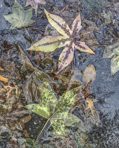 森林里的秋叶
