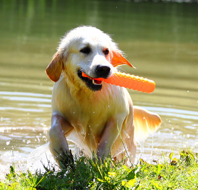 在湖中工作的金毛寻回犬