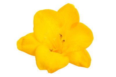 黄小苍兰花孤立