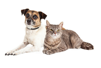 杰克罗素梗狗和虎斑猫