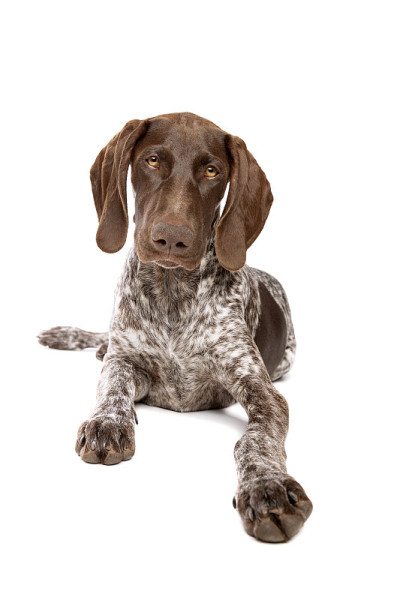 德国短毛猎狗幼犬