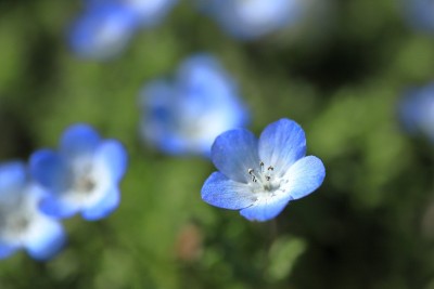 尼莫菲拉