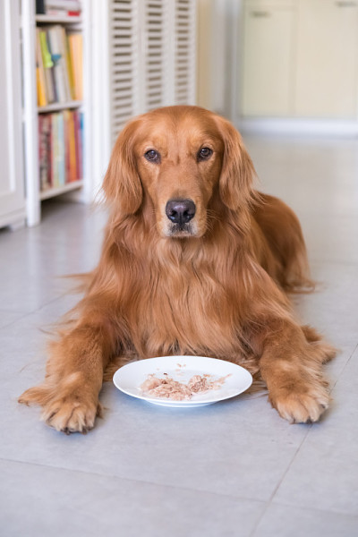 金毛犬躺在地上