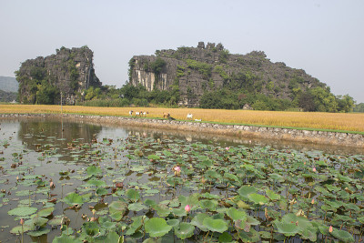 喀斯特地貌和稻田在Tam Coc的全景