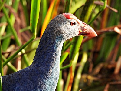 灰头沼泽兽(Porphyrio poliocephalus)肖像