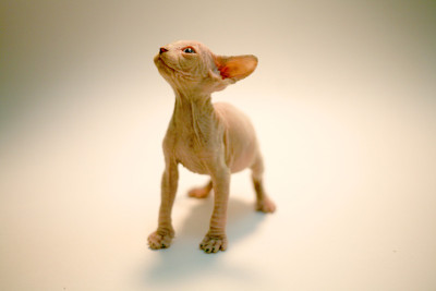 小猫sphynx