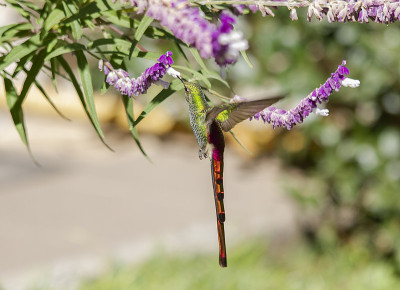 蜂鸟正在吃白花鼠尾草