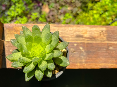 以自然植物为背景的玫瑰仙人掌。