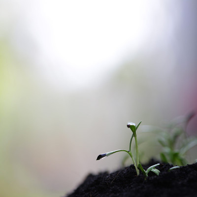 植树