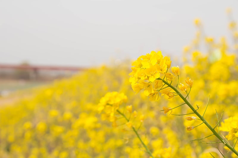 荒川土手の菜の花