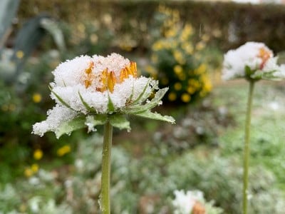 冰雪覆盖的花