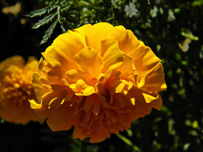 美丽的zinnia花