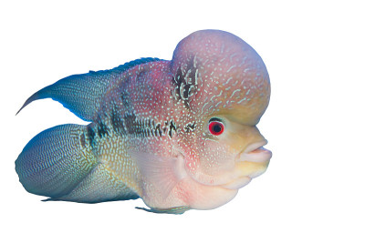 水族馆里的花角慈鲷鱼
