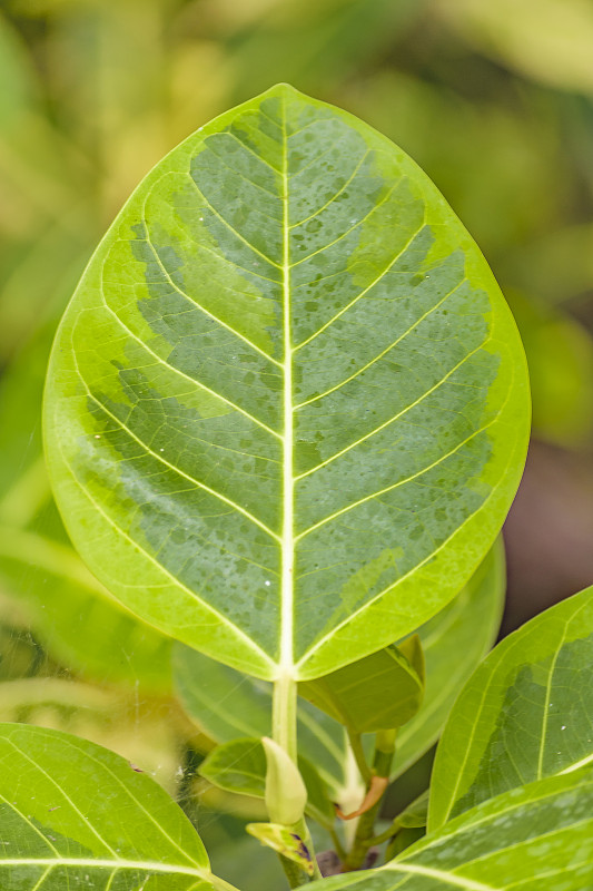 热带植物详细介绍，植物园，瓜亚基尔