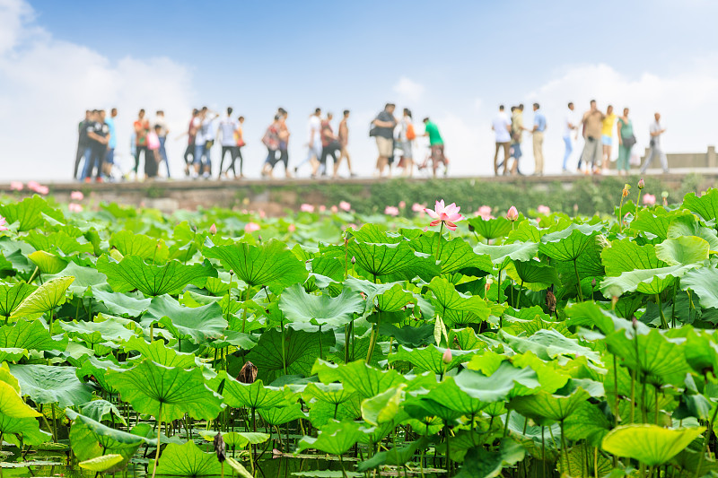 杭州西湖的荷花在夏天盛开