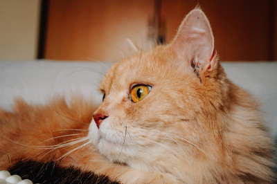 猫在晚上看东西