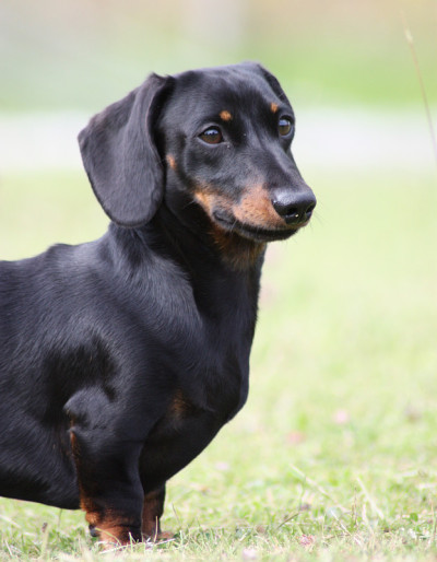 迷你腊肠犬