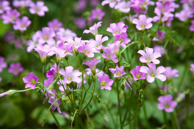 花园中的粉色酢浆草(oxalis corymbosa)